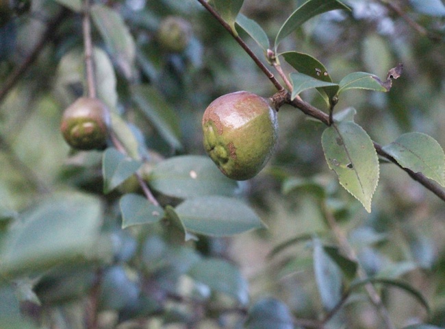 1532359837583046254.jpeg 茶籽.jpeg