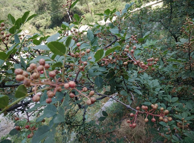 1500045641989045435.jpg 11.jpg