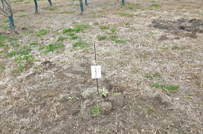 1489506883292028308.jpg 4.jpg