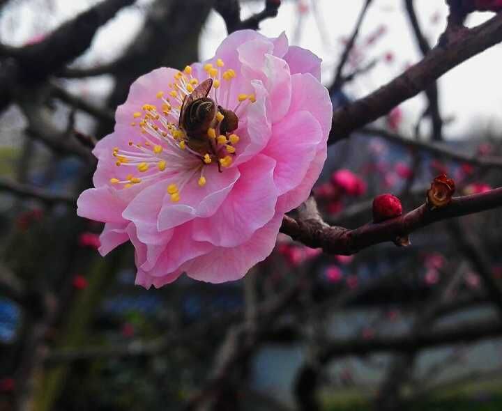 1488817401985036449.jpg QQ图片20170307000118.jpg